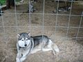 Вольер собак породы «сибирский хаски»