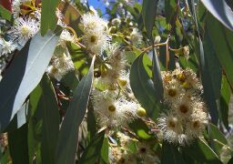 Соцветие эвкалипта ягодного (Eucalyptus melliodora)