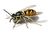 European wasp white bg.jpg