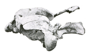 Череп Euryzygoma dunense (вид с боку, без нижней челюсти)