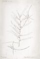 Angraecum expansum. Ботаническая иллюстрация из книги Du Petit-Thouars A. Louis Marie Aubert Orchidées des Iles Australes d'Afrique, 1822 г.