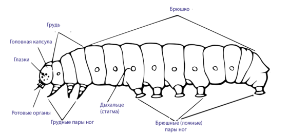 External morphology of the caterpillar RUS.png