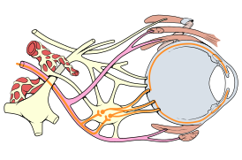 Диаграмма глазных нервов