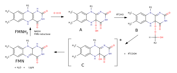 Механизм биолюминесценции бактерий: 1. К молекуле FMNH2 присоединяется молекула кислорода с образованием гидропероксида A 2. Гидропероксид A реагирует с альдегидом, образуя пероксиполуацеталь B 3. Пероксиполуацеталь B претерпевает перегруппировку Байера-Вилигера с образованием карбоновой кислоты и эмиттера C — 4а-гидрокси-5-гидрофлавинмононуклеотида в возбуждённом состоянии 4. Эмиттер C испускает квант света и отщепляет молекулу воды, образуя флавинмононуклеотид 5. Флавинмононуклеотид FMN восстанавливается NADH до исходного FMN при катализе NAD(F) H: FMN-оксидоредуктазой