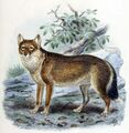 Фолклендская лисица из Dogs, Jackals, Wolves, and Foxes, 1890