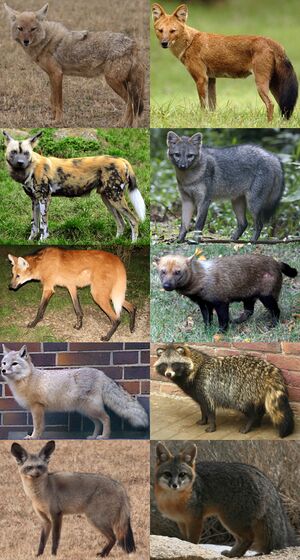 Familia Canidae.jpg