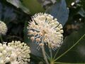 Simple umbel of Fatsia japonica (Araliaceae)