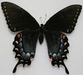 Тёмная форма самки Papilio glaucus
