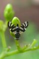 Пестрокрылки (Tephritidae), 4300 видов