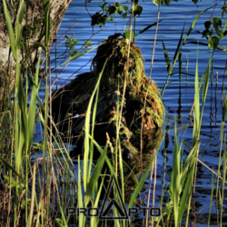 Finnish Sniper using a ProApto Ghillie during training operations.png