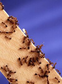 Fire ants02.jpg