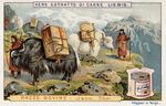 Реклама 1900 года с изображением вьючных яков в Тибете