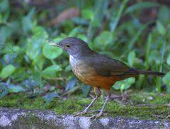 Flickr - Dario Sanches - SABIÁ-LARANJEIRA (Turdus rufiventris) (7).jpg