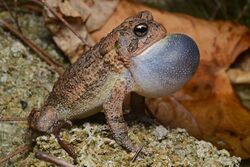 Flickr - ggallice - Southern toad looking for love.jpg