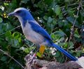 голубая кустарниковая сойка — эндемик Флориды
