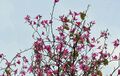 Bauhinia variegata[англ.]