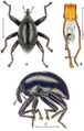 Trigonopterus obsidianus