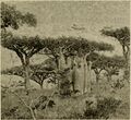 Frankincense and Adenium trees photograph by Forbes