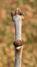 Fraxinus americana buds.jpg