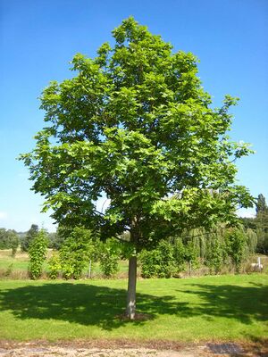 Fraxinus excelsior tree.jpg