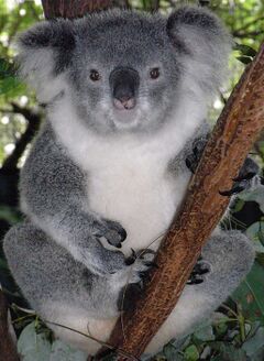 Friendly Female Koala.JPG