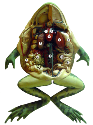 Анатомия лягушки
