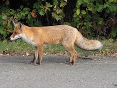 Рыжая лисица (Vulpes vulpes)