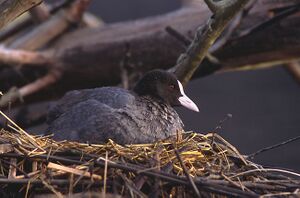 Fulica atra (Marek Szczepanek).jpg