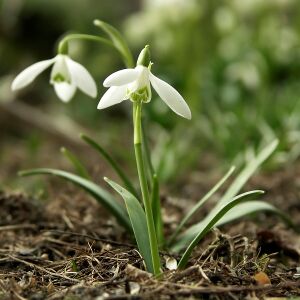 Galanthus nivalis.jpg