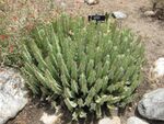 Молочай смолоносный (Euphorbia resinifera)