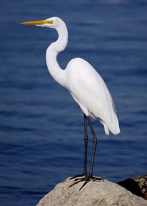 Garza-blanca.jpg