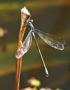 Lestes sponsa