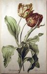 Лист из Fleurs dessinées d'après nature Жерара ван Спендонка, 1800