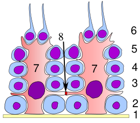 Сперматогенный эпителий  (англ.) (рус. тестикул. 1 — базальная пластинка  (англ.) (рус., 2 — сперматогонии, 3 — сперматоцит 1-го порядка, 4 — сперматоцит 2-го порядка, 5 — сперматида, 6 — зрелая сперматида, 7 — клетки Сертоли, 8 — плотный контакт между клетками Сертоли