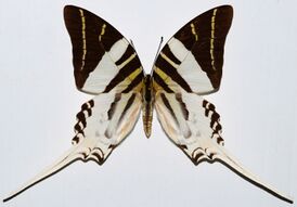 Graphium androcles