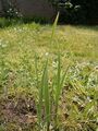 Линейные листья шпажника итальянского (Gladiolus italicus)