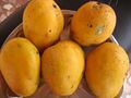 Желтоплодные манго