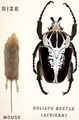 Размеры жука-голиафа Goliathus regius по сравнению с мышью. Филдовский музей естественной истории