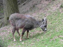 Goral východní (Naemorhedus caudatus) - ZOO Plzeň 01.jpg