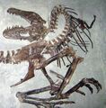 Почти полный скелет. Королевский Тиррелловский палеонтологический музей