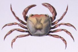 Trichodactylidae