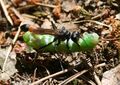 Роющая оса Ammophila sabulosa, переносящая гусеницу