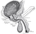 Вертикальный срез мочевого пузыря, полового члена и уретры