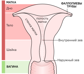 Грубая схема частей матки