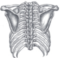 Задний вид грудной клетки и плечевого пояса (Лопатки видны по обеим сторонам.)