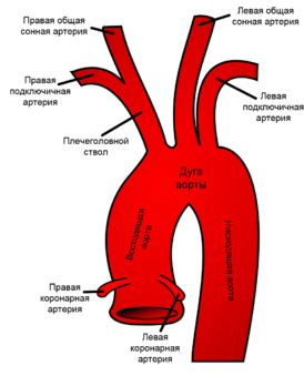 Схематическое изображение дуги аорты и её ветвей