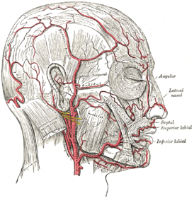Артерии лица и скальпа (затылочная видна в центре слева).