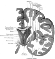 Фронтальный разрез мозга через промежуточную часть третьего желудочка