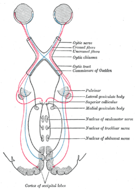 Схема, показывающая внутримозговые соединения зрительного нерва, а также зрительный тракт. Верхние холмики четверохолмия видны вблизи центра.