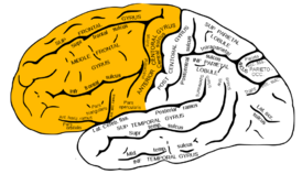 Gray726 frontal lobe.png